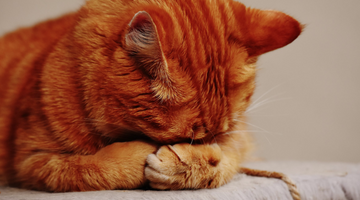 Lazy or Hiding an Injury? Watch Out For These Signs That Your Cat Needs Help