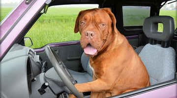 4 Ways to Keep Your Pets Safe and Happy on Long Drives