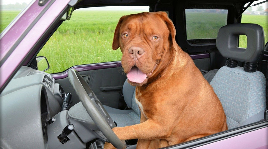 4 Ways to Keep Your Pets Safe and Happy on Long Drives