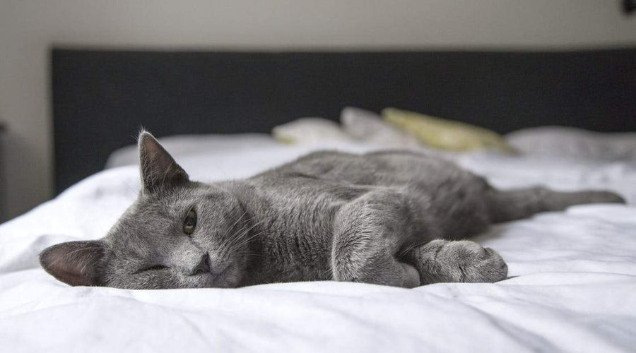 Make Purrfect Choices: 4 Reasons Your Family Should Get a Cat