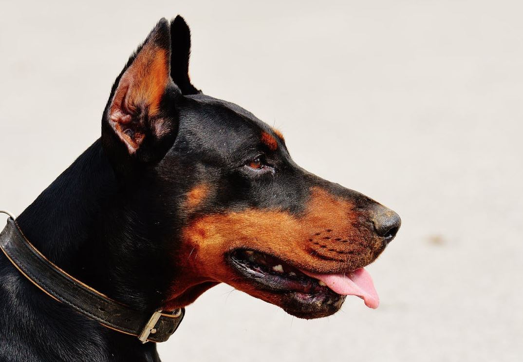Man dog sale breeds