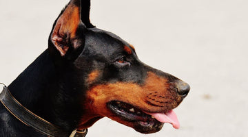 Man’s Best Friend: The 5 Most Loyal Dog Breeds