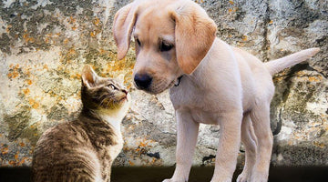 Mixed Pet Household: How to Introduce a Cat into Your Dog Family