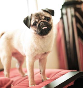 Momo Mondays: A Pug's Life