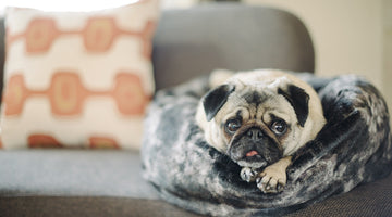 The Importance of Therapy Dogs in Alleviating Anxiety