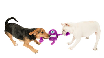 How to Stop Aggressive Behaviors in Your Puppy