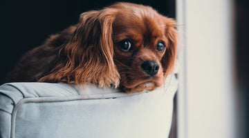 Moving With Pups? 4 Ways To Help Them Adjust