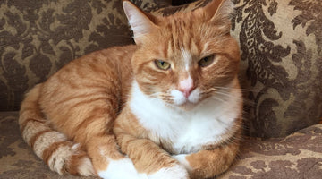The Lo-Down: National Ginger Cat Appreciation Day