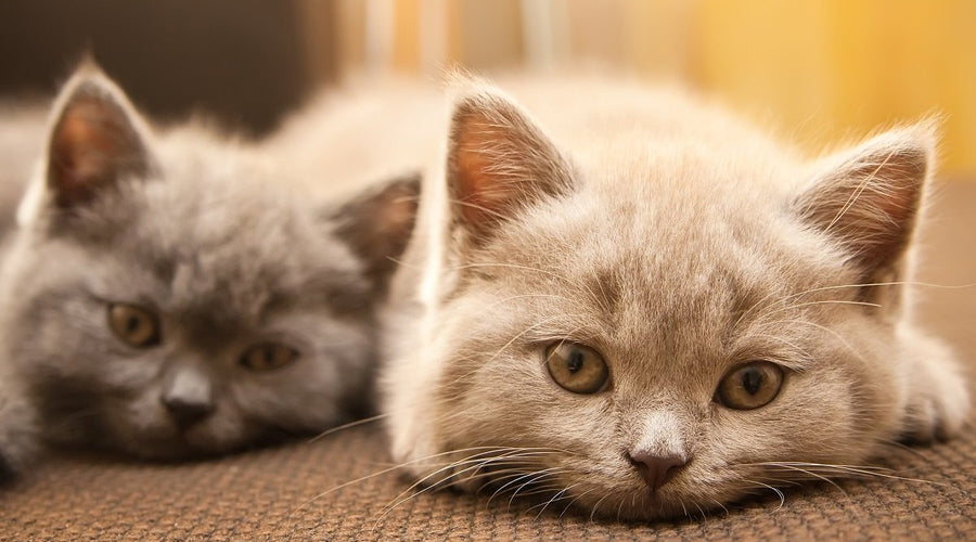 New Kitten? 3 Strategies To Help It Get Off To The Best Start
