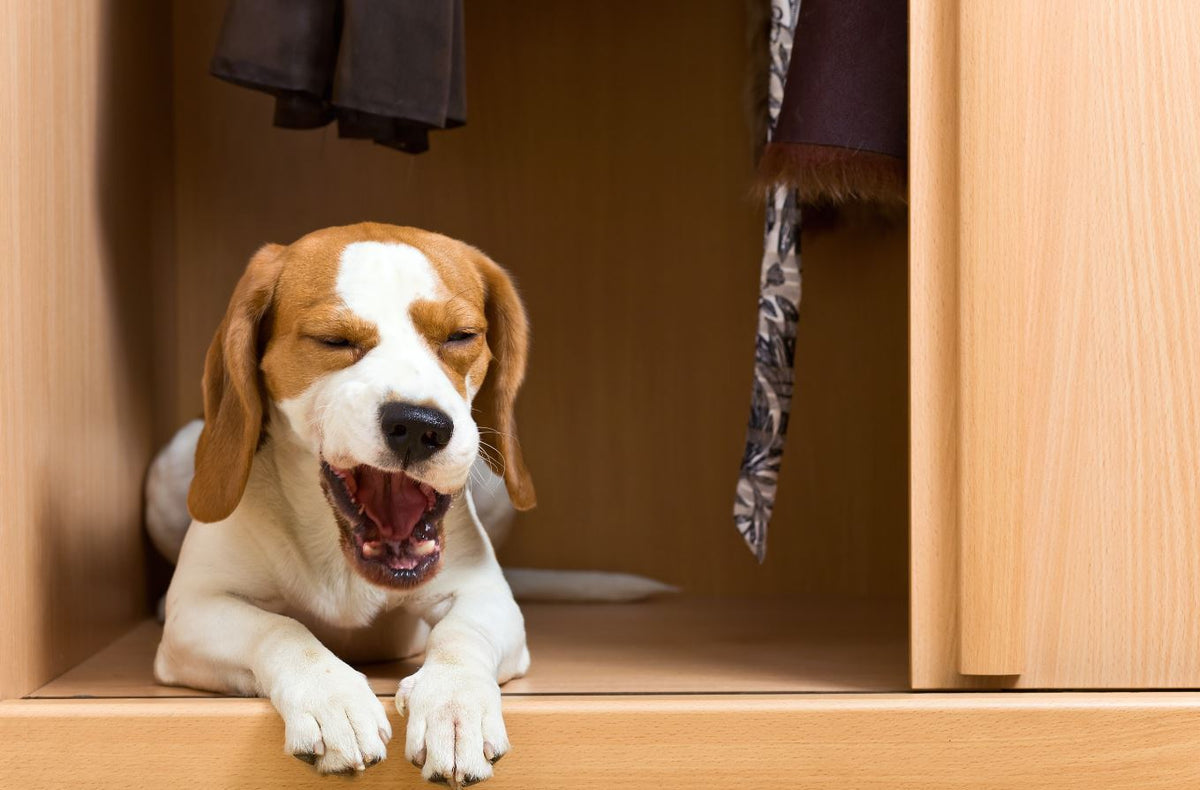 New Puppy? How Owning a Dog Can Affect Your Homeowner's Insurance P.L