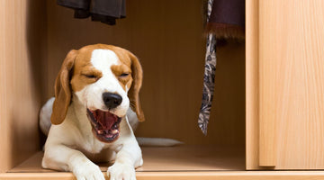 New Puppy? How Owning a Dog Can Affect Your Homeowner's Insurance