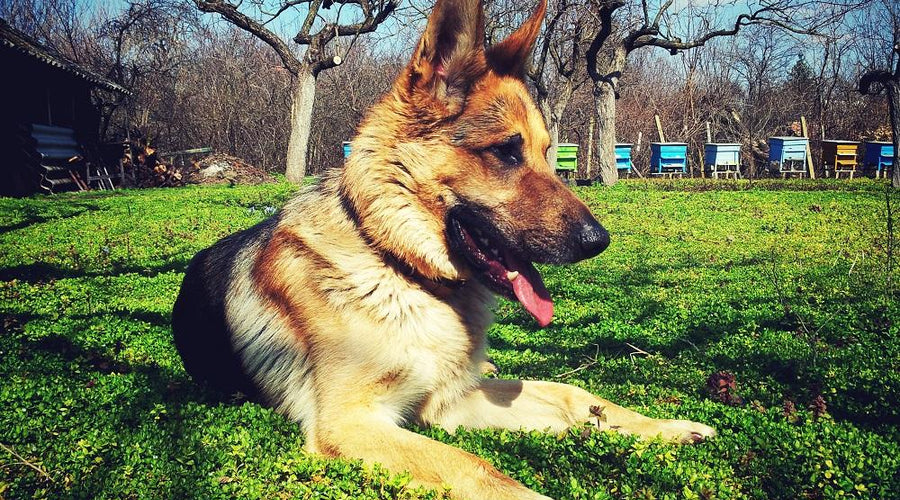 Nipping at Strangers or Children? How to Train Your Dog Not to Bite