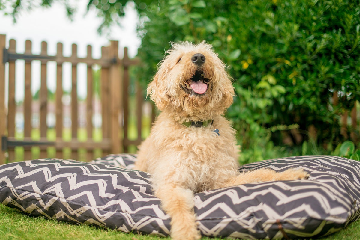 How To Prevent Your Dog From Biting People P.L.A.Y.