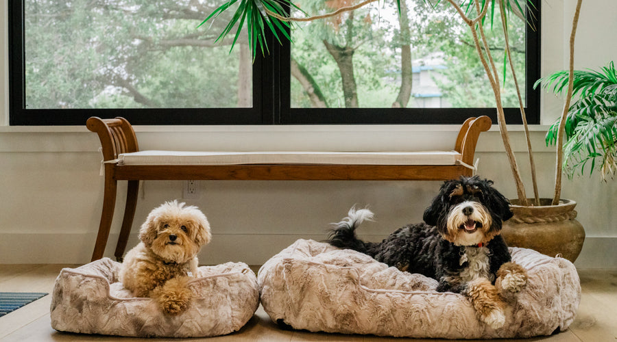 Different Sizes of the Bernedoodles