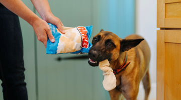 ThinkingAbout Getting a Dog? 7 Signs You’re Ready for the Commitment