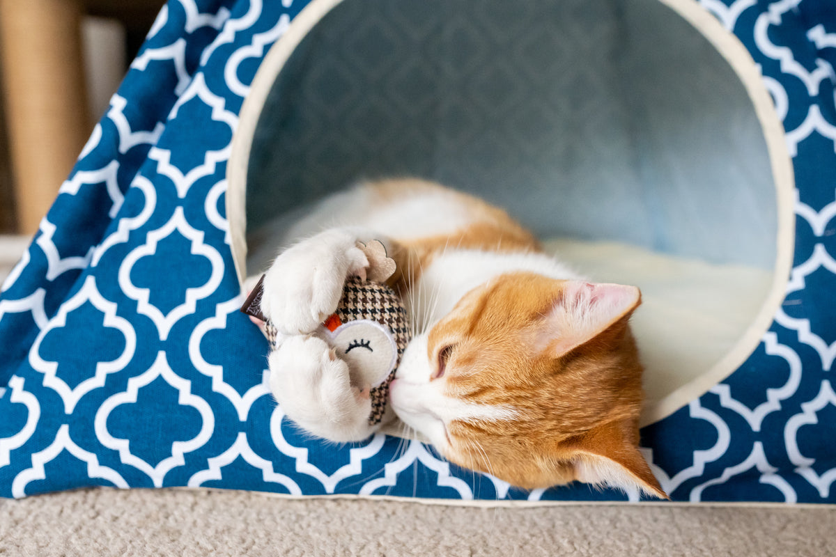 How Often To Replace Cat Litter P.L.A.Y.