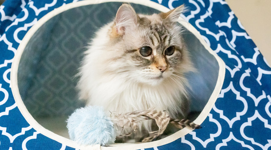 How To Ensure Your Indoor Cat Is Content