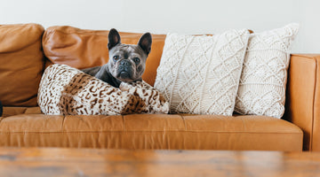 Best Dog Breeds for Small Apartments