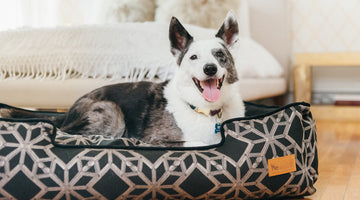 The Best Filling For Dog Beds