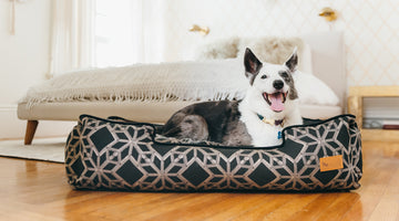 5 Best Furniture Materials You’ll Appreciate if You’re a Pet Owner