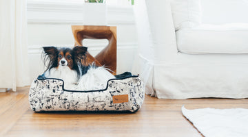 How to Spot Stress in Family Pets