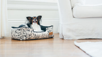 5 Ways to Keep Your Pet Happy and Healthy While You’re Away