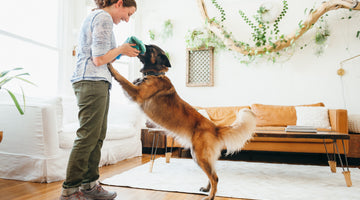 Adopting a Big Dog? Things You Will Need To Know