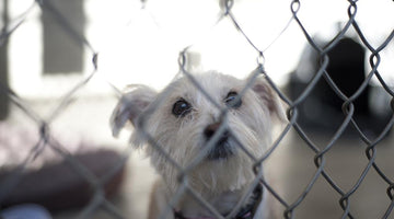 Puppy Mill Action Week: Help Put a Stop to Puppy Mills