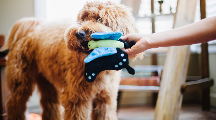 6 Ways Kids Can Benefit From Having Pets