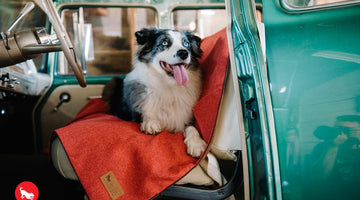 Paw Passengers: How to Pet-Proof Your Car