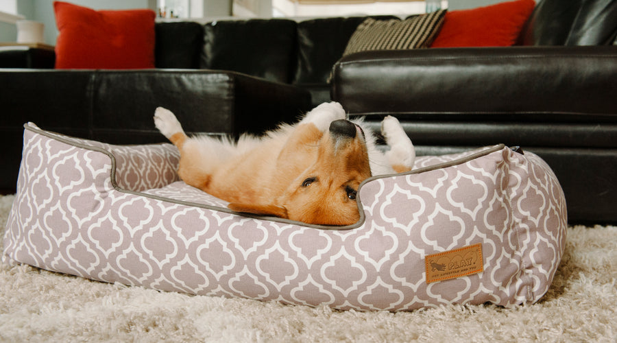 Things Your New Dog Can't Do Without