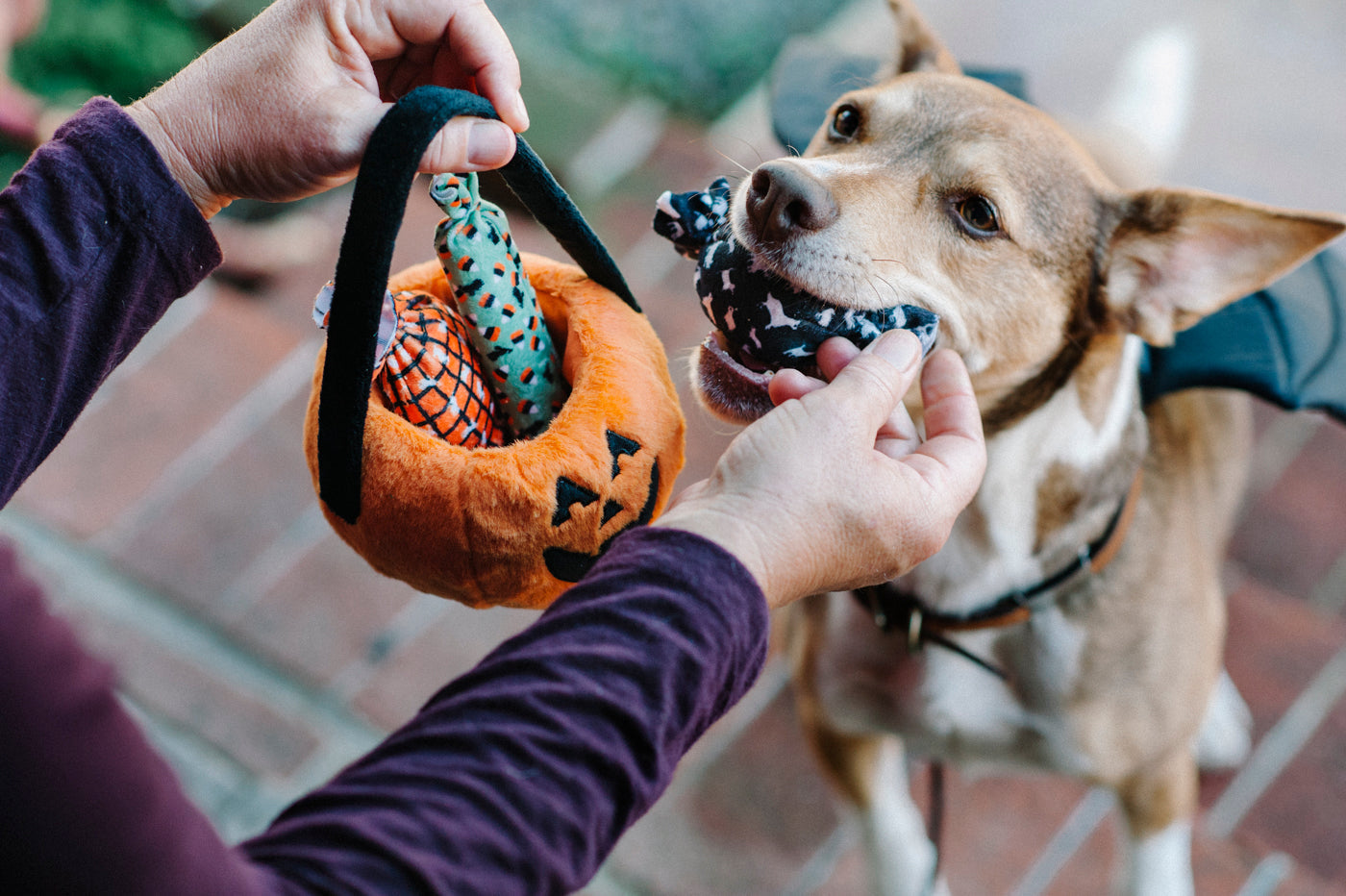 Best Halloween Pet Toys 2025: Spooky & Silly Fun for Dogs and Cats