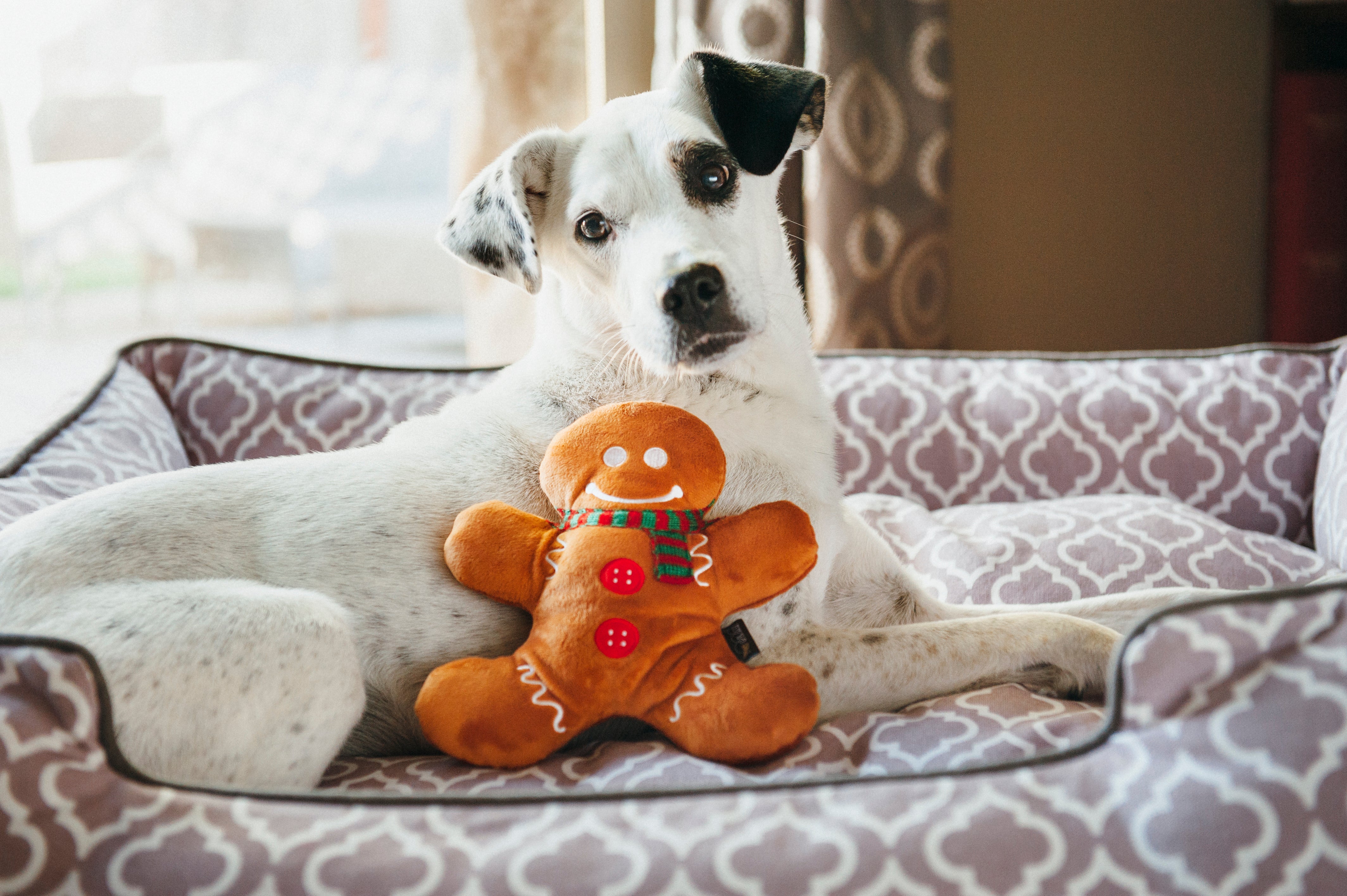 Best Holiday Pet Gifts 2025: The Ultimate Pet Gift Guide