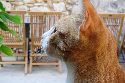 Pet-Owner Problems: Tips for Training Your New Family Member