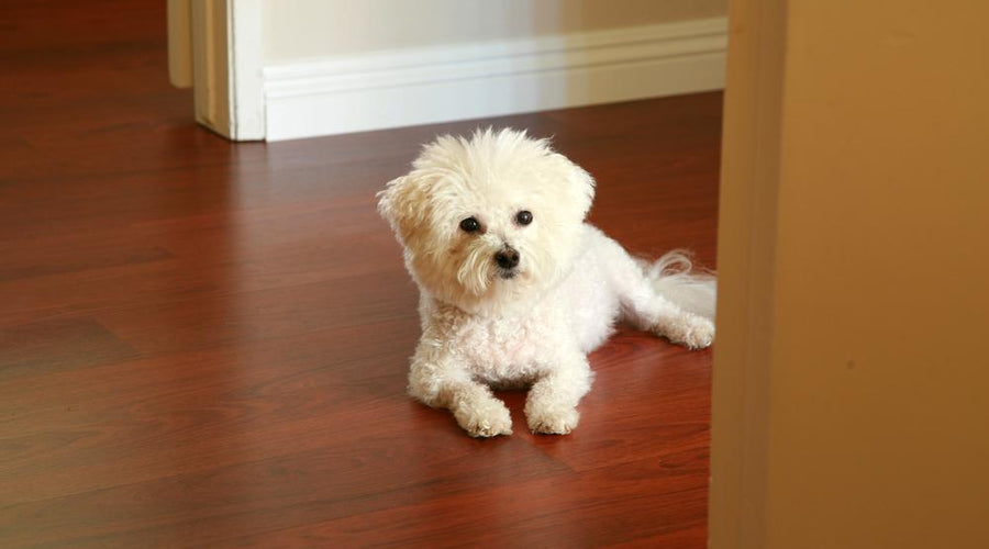 Four Security Solutions for Pet Owners