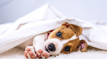 The Essentials New Pet Owners Need to Puppy-Proof Their Homes