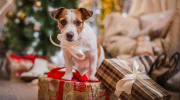 How to Host a Puppy-Proof Holiday Soiree