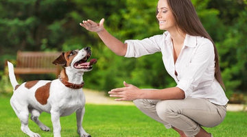 How to choose a Best Pet Boarding Facility for your pet?