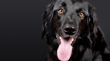 Pet Tips: 5 Ways You Can Retrain Your Dog