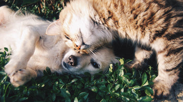 10 Tips to Keep Your Pets Healthy and Happy