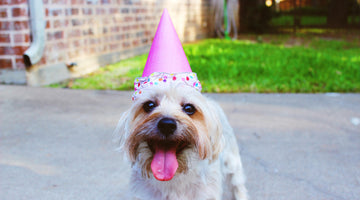 4 Ways You Can Spoil Your Pet