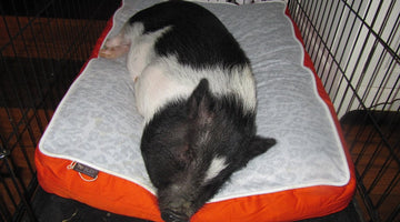 Our Pet Beds Aren't Just for the Dogs!