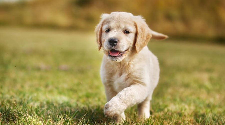 Pup-Approved Outdoor Furniture Styles