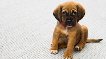 Puppy Paradise: 4 Design Necessities For The Ultimate Dog-Friendly Yard