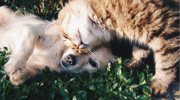 Scratches to CPR: First Aid Skills That All Pet Owners Should Know
