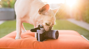 How Can You Create a Social Media Page for Your Dog?