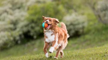 Seasonal Adventures: 3 Fun Outdoor Activities for Your Pet Throughout the Year
