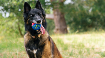 Do’s For Dogs: How To Train Your Dog To Chew Appropriate Items