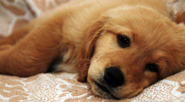 Sick Puppy? 5 Canine Conditions to Be Aware Of