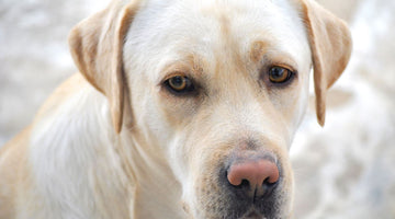 Signs of Aggression: How to Tell If Your Dog is Agitated